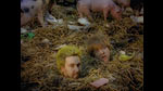 Du musst ein Schwein sein